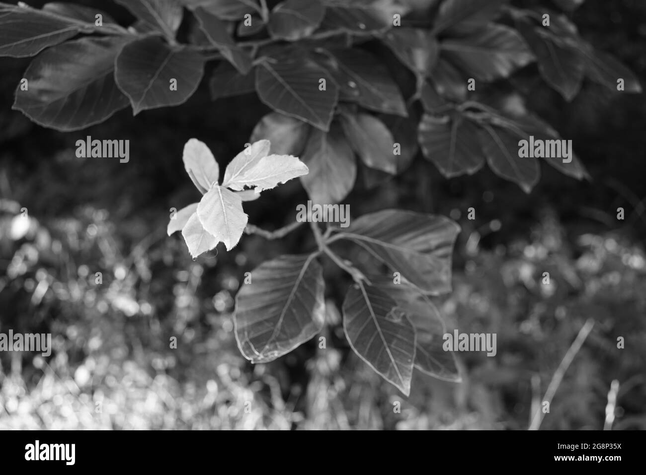 Les feuilles de différentes plantes se trouvent à l'extérieur de la nature pure pendant les saisons d'été Banque D'Images