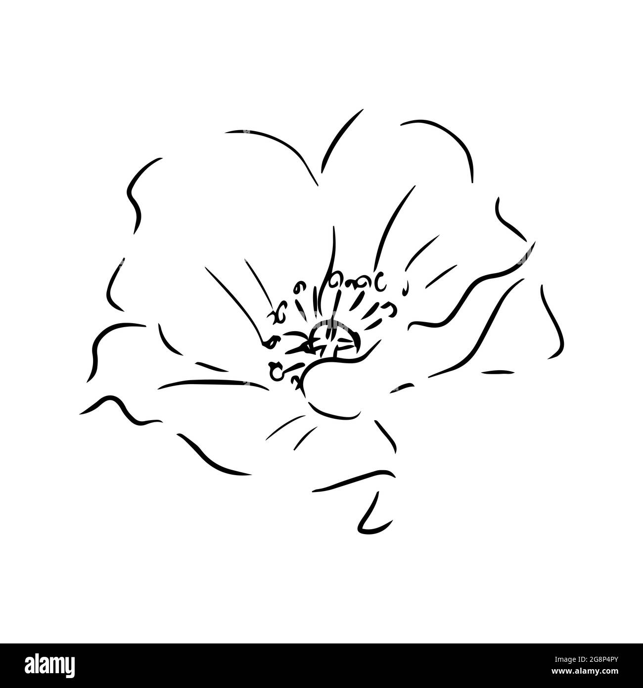 Illustration coquelicot dessinée à la main. Dessin au trait isolé sur ...