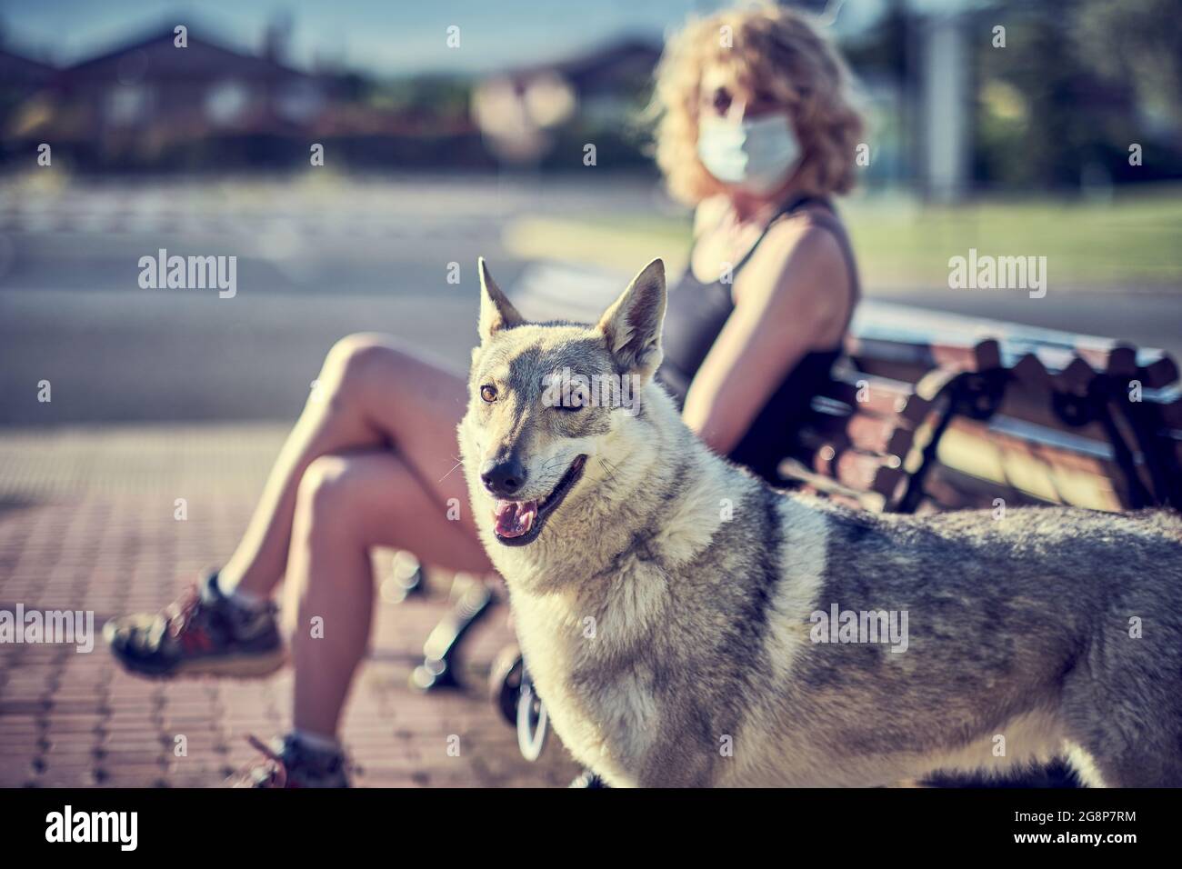 Jeune femme caucasienne adulte assise à l'extérieur sur un banc de parc avec masque facial et son chien de loup. Concept de pandémie. Banque D'Images