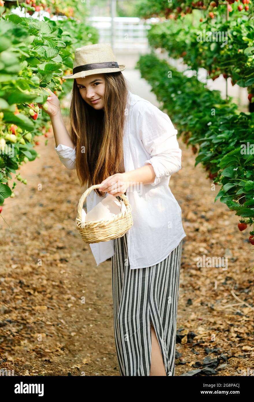 Jeune femme travailleuse en chapeau de paille et panier, ferme verticale  contemporaine ramassant des fraises mûres poussant sur des étagères en  serre .Farming et sma Photo Stock - Alamy