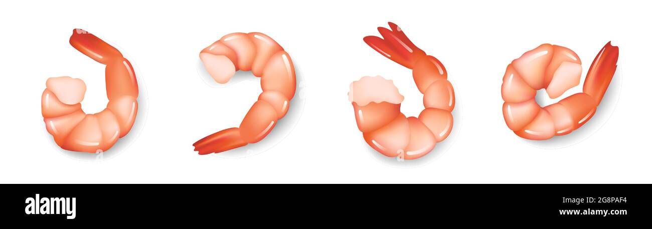 Set réaliste de crevettes isolées sur fond blanc, crevettes fraîches hors-d'œuvre de fruits de mer, illustration vectorielle. Illustration de Vecteur