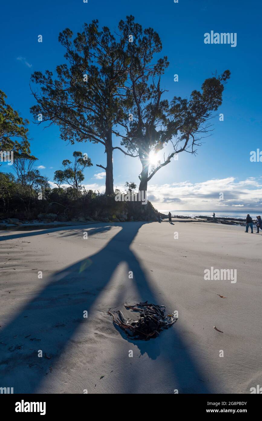 Le troisième voyage du capitaine James Cook vers le sud (1775-1780) avec les navires Resolution et Discovery a refait le point à Resolution Creek et a peint une image de deux arbres Banque D'Images