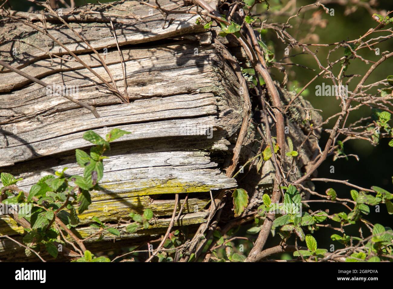 De nouvelles pousses vertes poussent à travers les fissures dans un arbre mort Banque D'Images