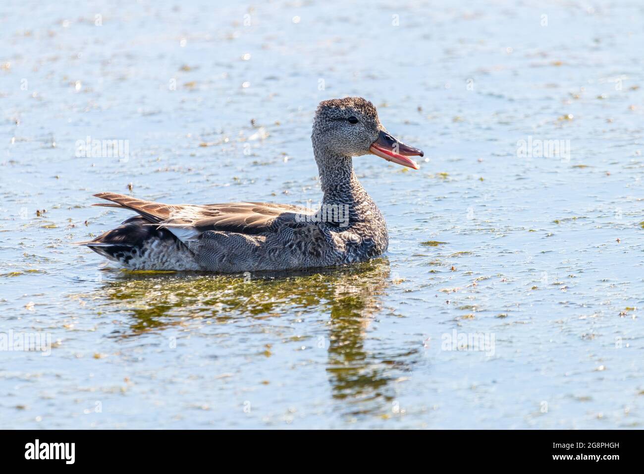 Un Gadwall féminin (Mareca strempera) nageant et se fourrageant dans un étang coloré à Marismas del Odiel, Huelva, Andalousie, Espagne Banque D'Images