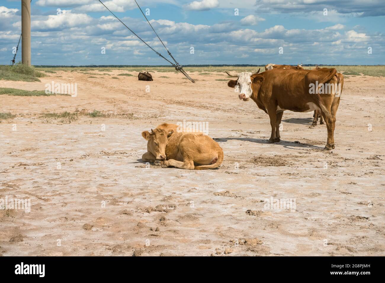 petit troupeau de vaches avec vue rapprochée de deux d'entre elles Banque D'Images