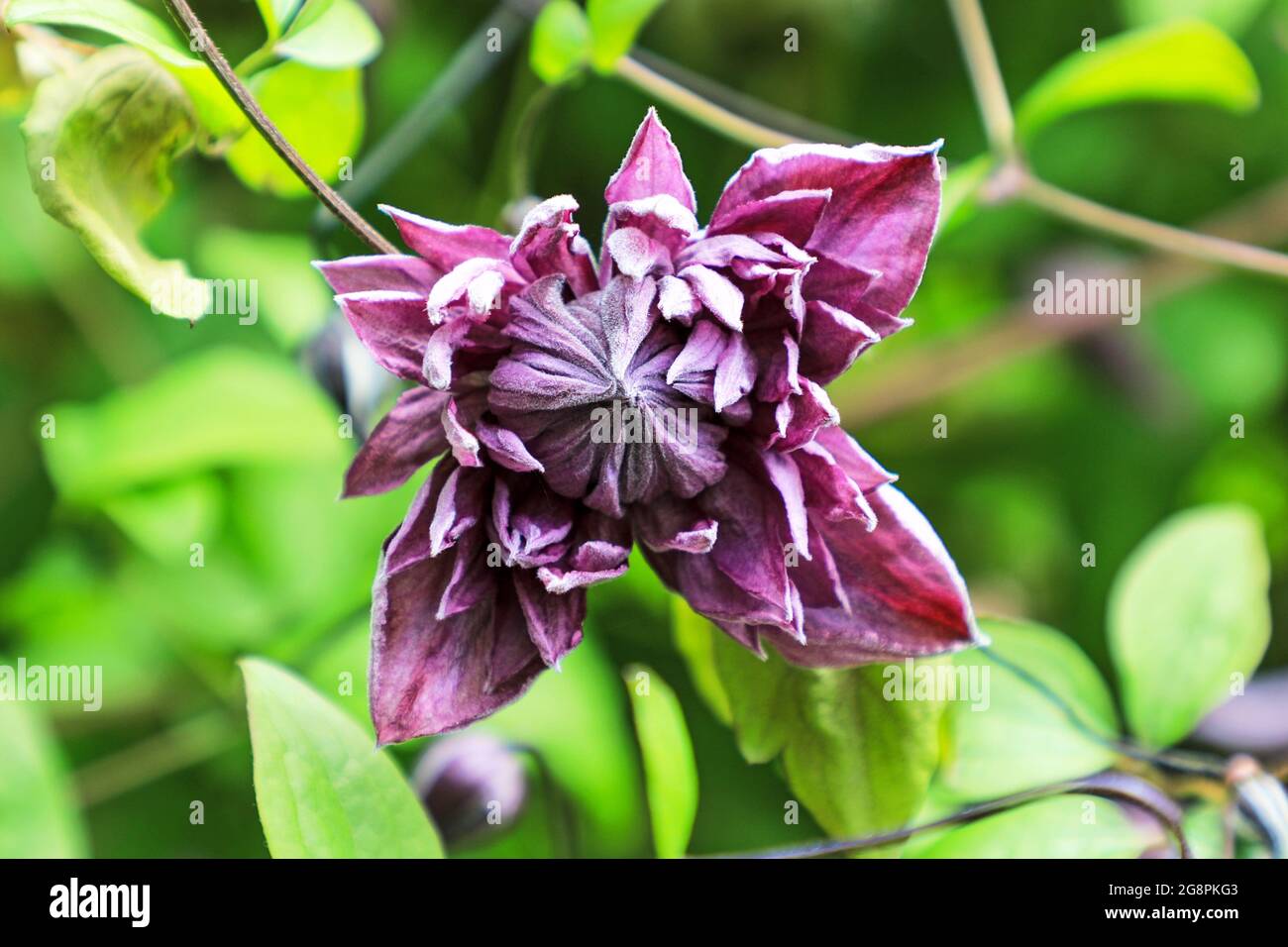 Un bouton violet de Jackmanii Clematis, Angleterre, Royaume-Uni Banque D'Images