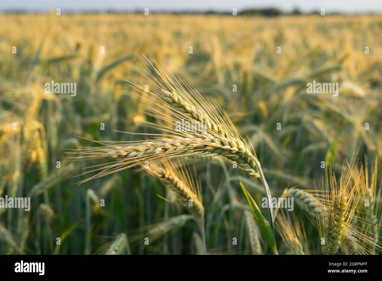 champ de grain doré en été gros plan des épis de blé dans la récolte naturelle chaude de la lumière du soleil Banque D'Images