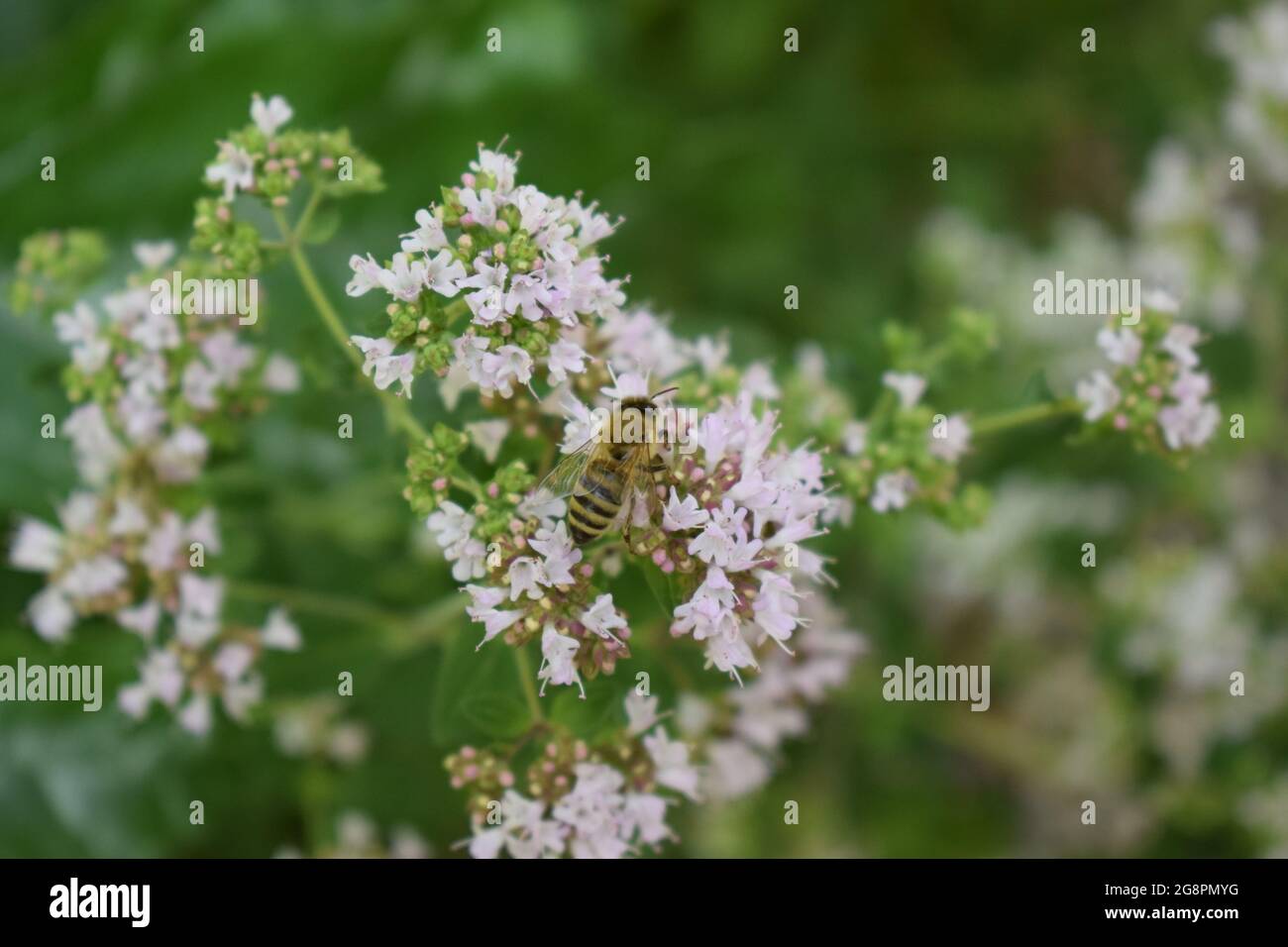 abeille sauvage sur des fleurs d'origan Banque D'Images