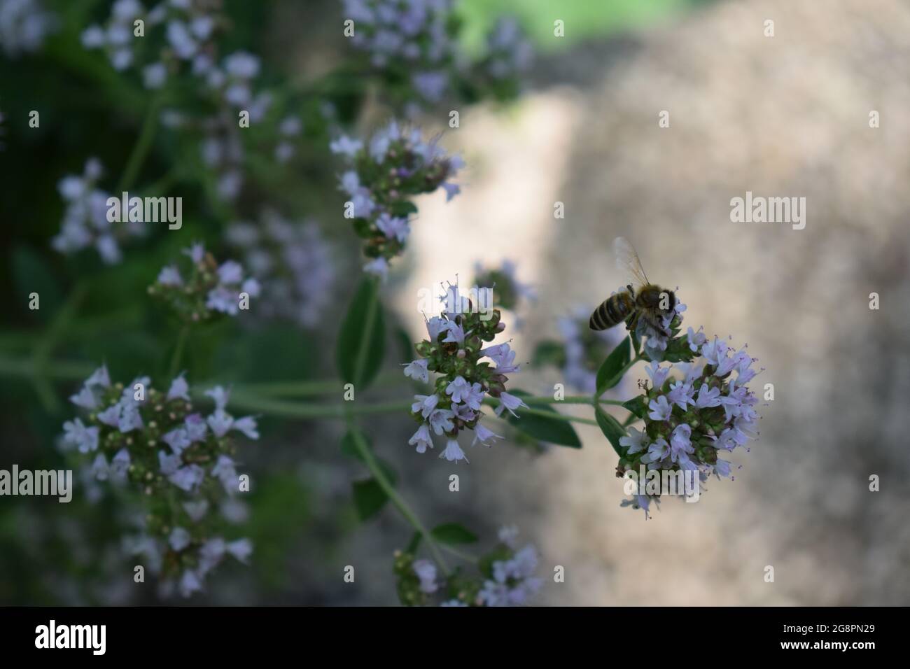 abeille sauvage sur des fleurs d'origan Banque D'Images
