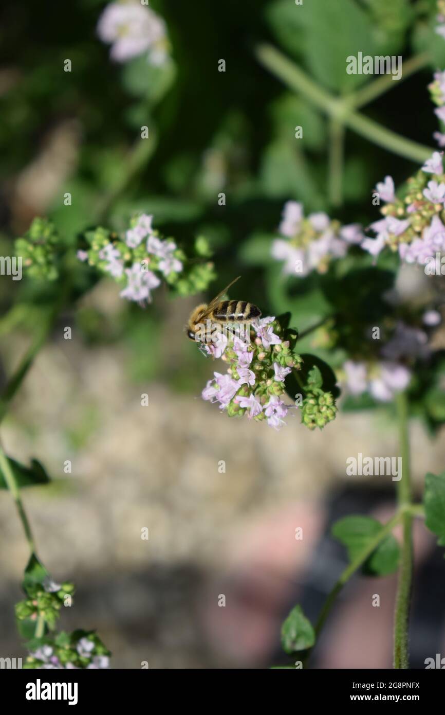 abeille sauvage sur des fleurs d'origan Banque D'Images