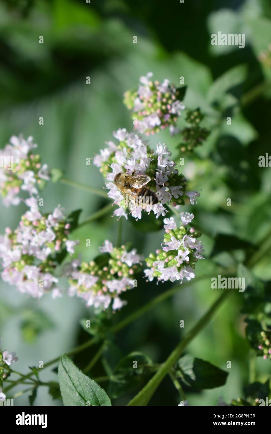 abeille sauvage sur des fleurs d'origan Banque D'Images