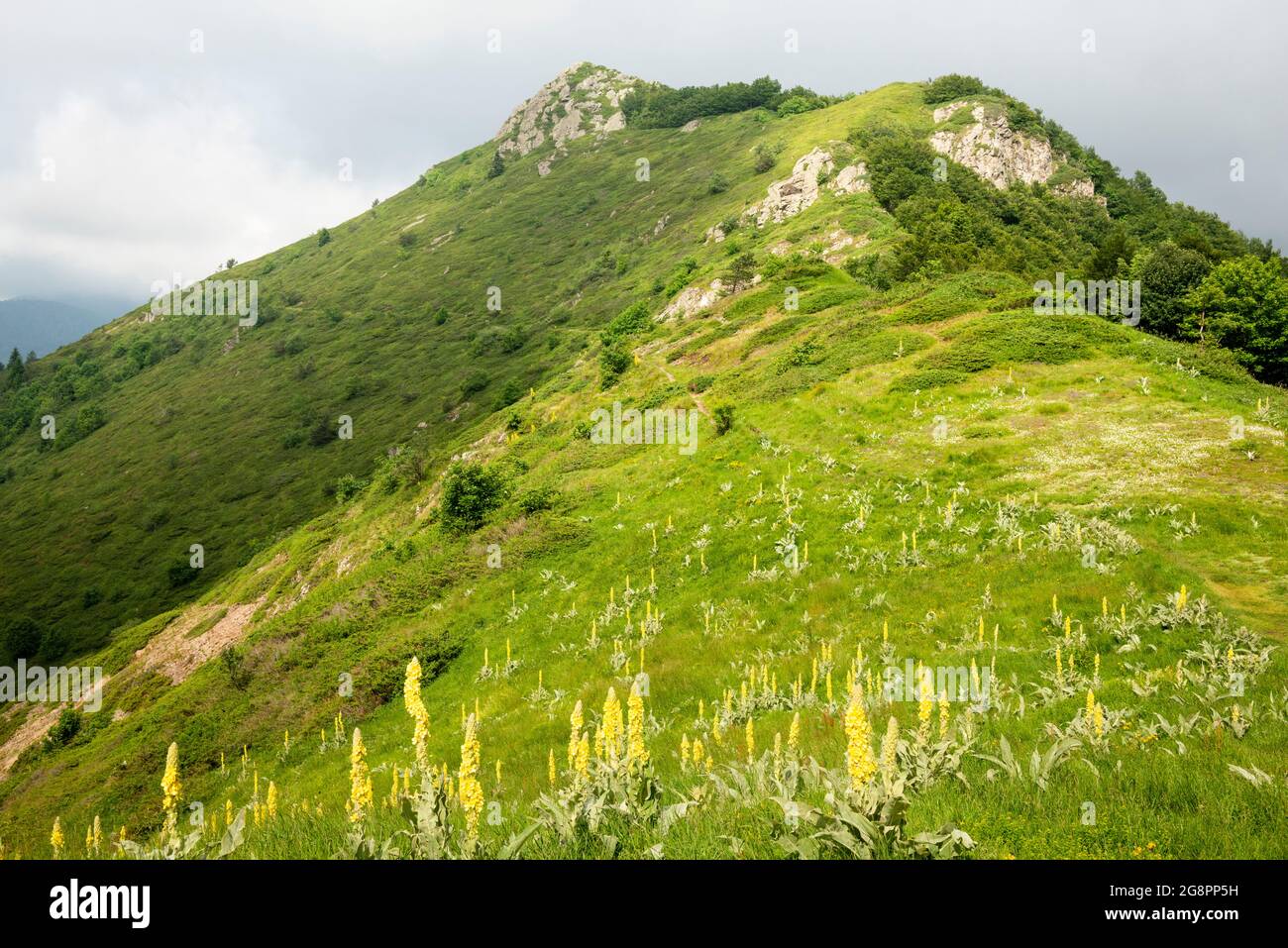 Vue pittoresque de la selle de pic de Kucheto et du Verbascum Thapsus ou de la fleur de Grand Mullein dans l'habitat naturel, Biosphère de l'UNESCO des Balkans centraux, Bulgarie Banque D'Images