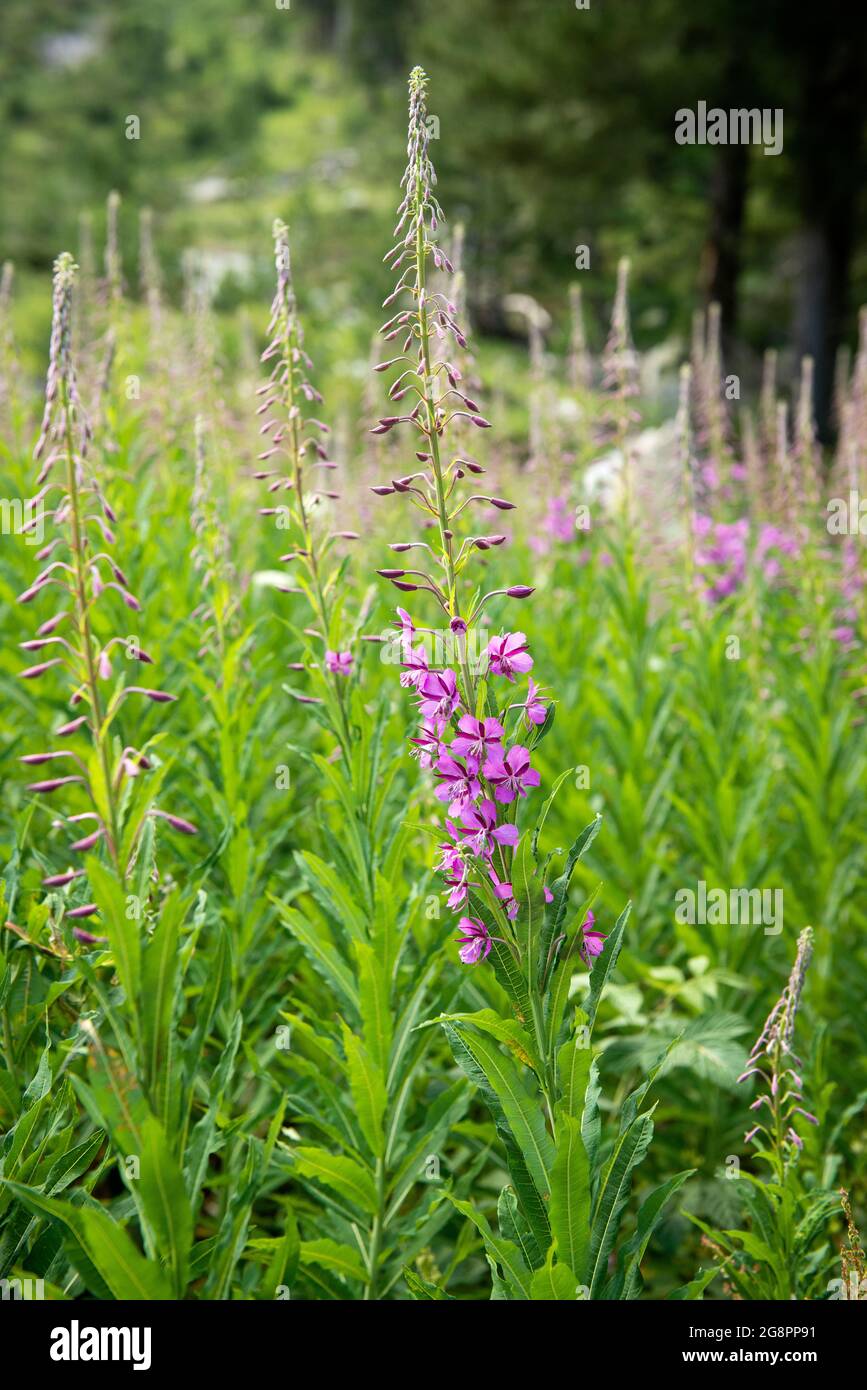 Epilobium angustifolium ou Chamerion angustifolium ou Fireweed ou Rosebay Willowherb poussant dans un habitat naturel dans la réserve naturelle de Rila, Bulgarie Banque D'Images