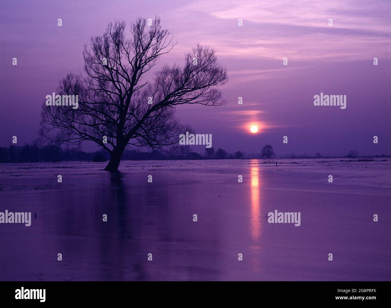 Pologne. Coucher de soleil d'hiver avec arbres dans un paysage inondé. Banque D'Images