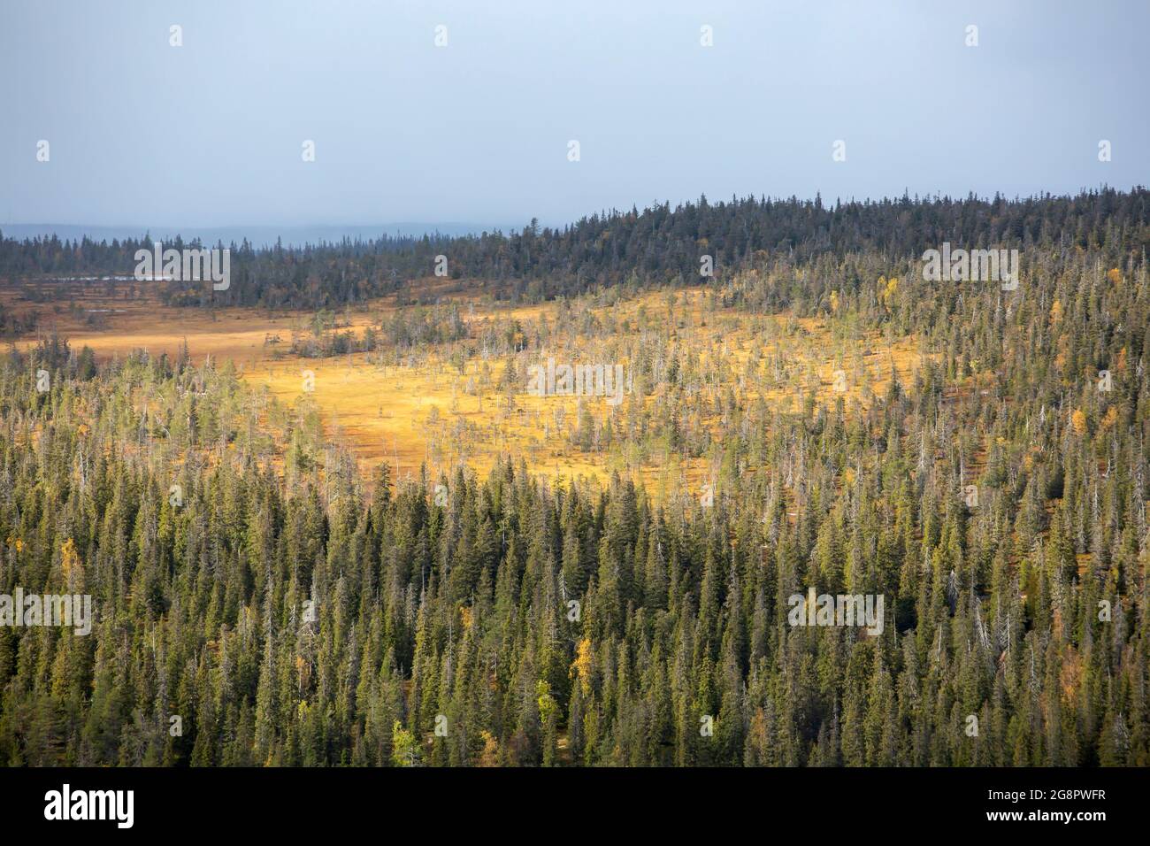 Vue sur la tourbière automnale et le paysage forestier de la taïga vu depuis le sommet de Pikku Riisitunturi au parc national de Riisitunturi, dans le nord de la Finlande Banque D'Images