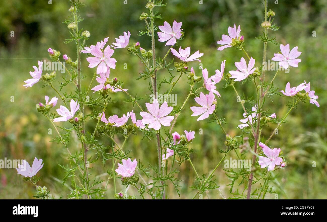 Musk Malva moschata croissant dans les bois ouverts du Somerset au Royaume-Uni Banque D'Images