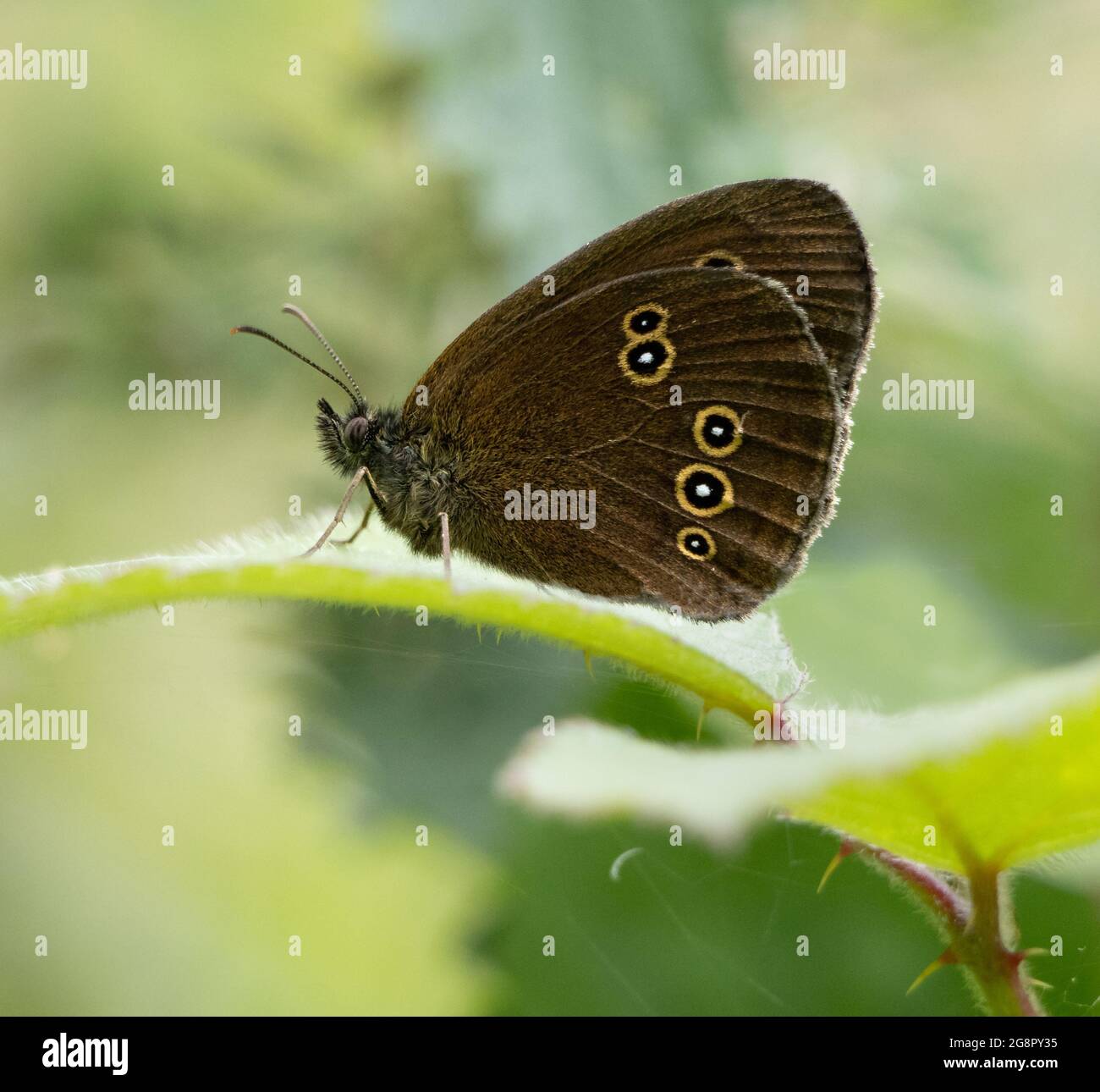 Le papillon de ringlet Aphantopus hyperantus révélant ses anneaux d'or aux yeux - Somerset UK Banque D'Images