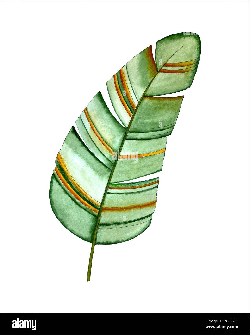 Feuille de banane aquarelle tropicale, dessin à la main, stylisée, isolée. Illustration vectorielle Illustration de Vecteur