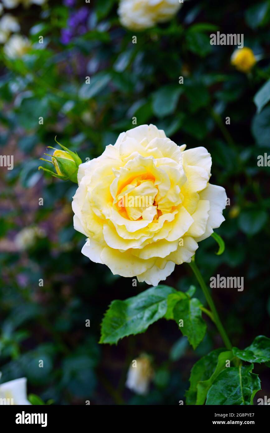Cyrano jaune de Bergerac (Meivenerie) fleur rose poussant dans le jardin Banque D'Images