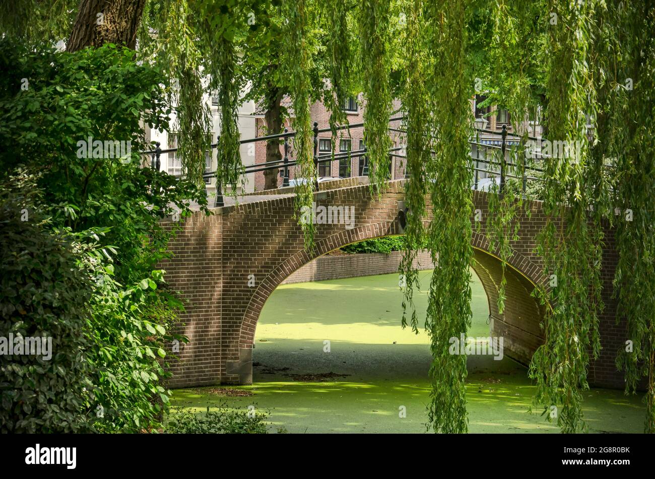 Rijnbrug, pays-Bas, 7 juillet 2021 : pont traversant le canal de Vliet dans la vieille ville, encadré dans le vert des duckweed et des saules pleureurs Banque D'Images