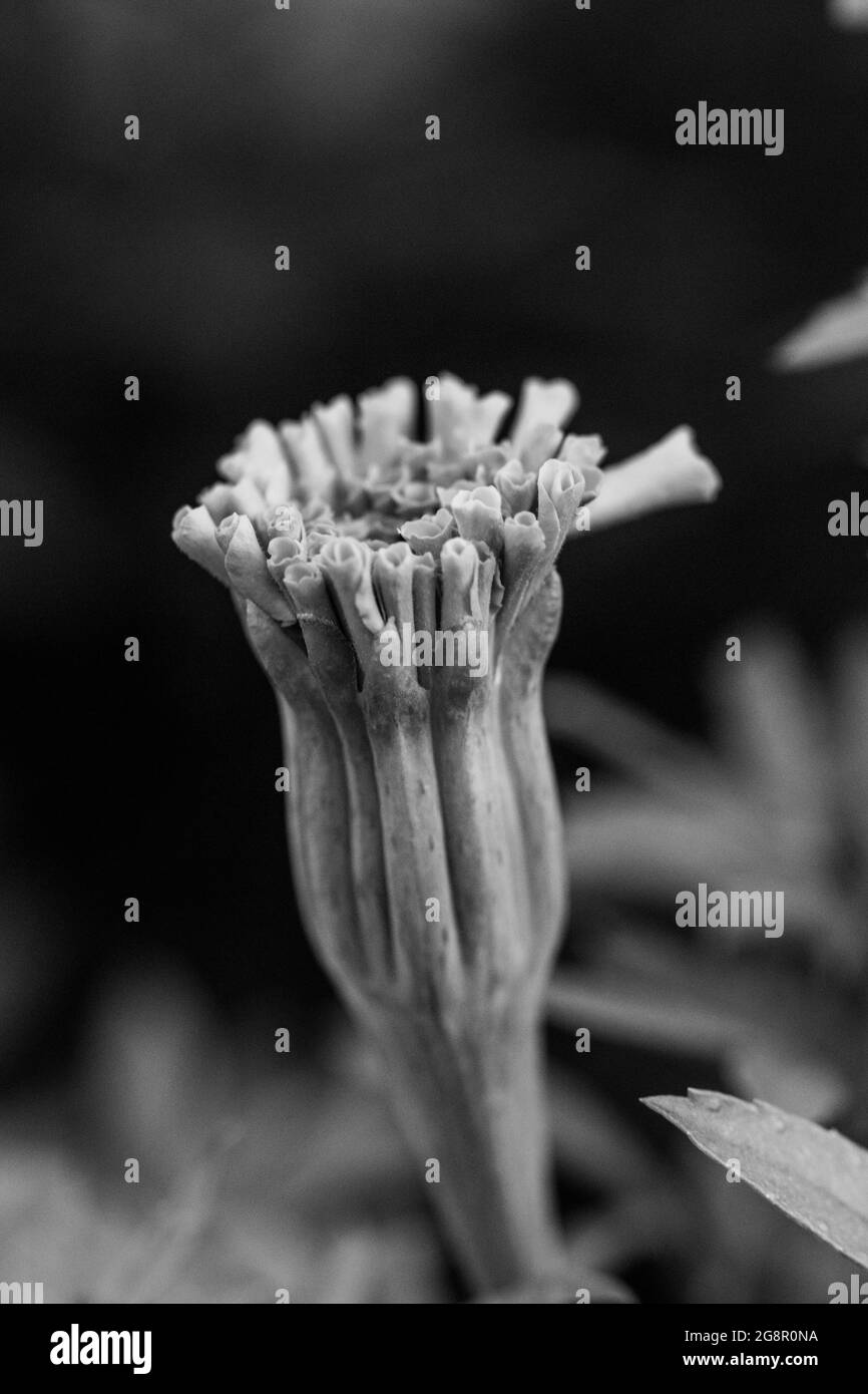 Noir et blanc Chrysanthemums jaune vif Blooming en été . Photo de haute qualité Banque D'Images