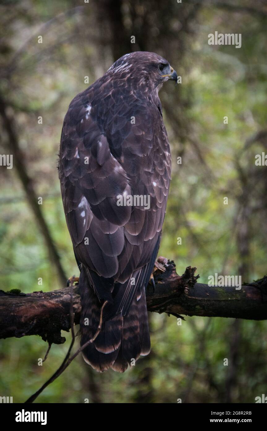 Le Buzzard commun l'oiseau de proie le plus prolifique au Royaume-Uni Banque D'Images