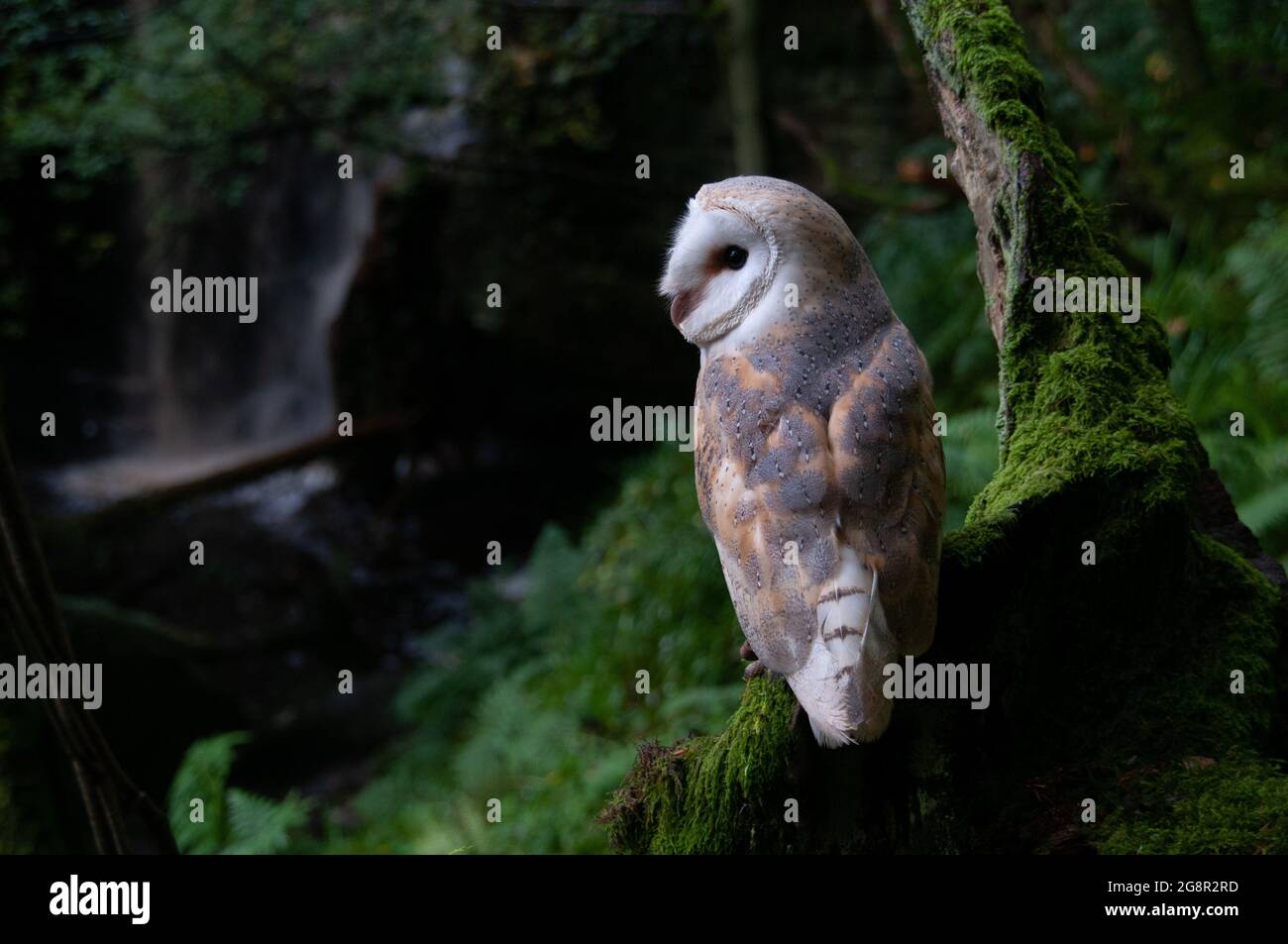 Effraie des clochers, Tyto alba Banque D'Images