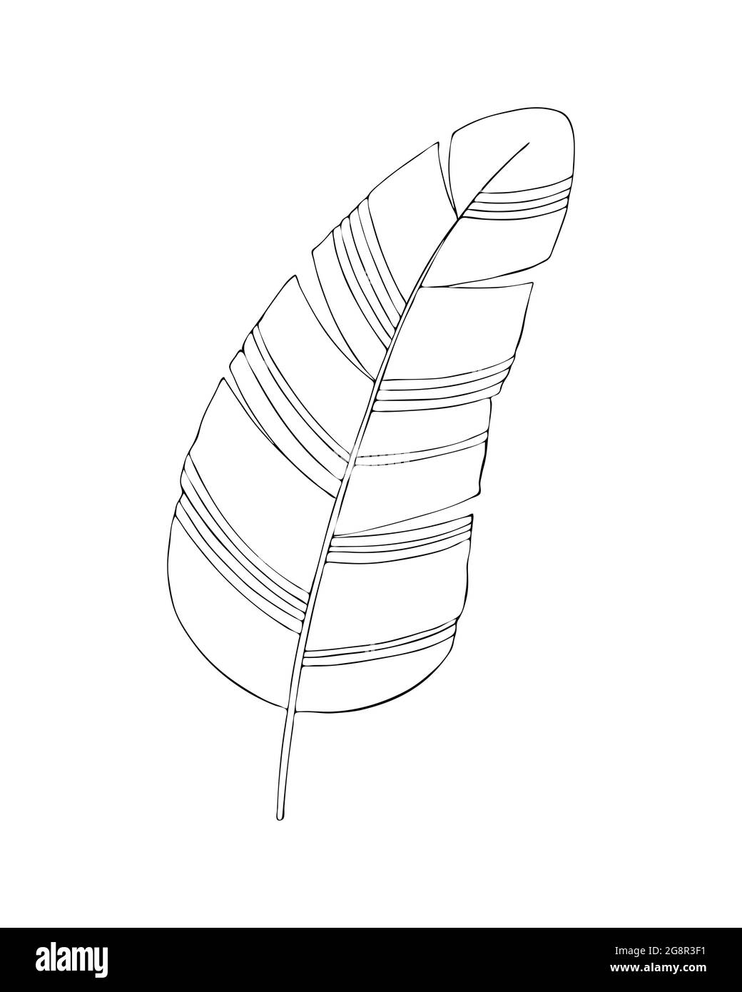 Feuille de banane contour noir silhouette main dessin sur un fond blanc. Illustration vectorielle Illustration de Vecteur