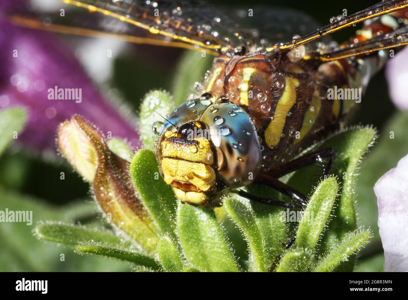 Tête de libellule avec gouttes d'eau après le gros plan de la pluie. Banque D'Images