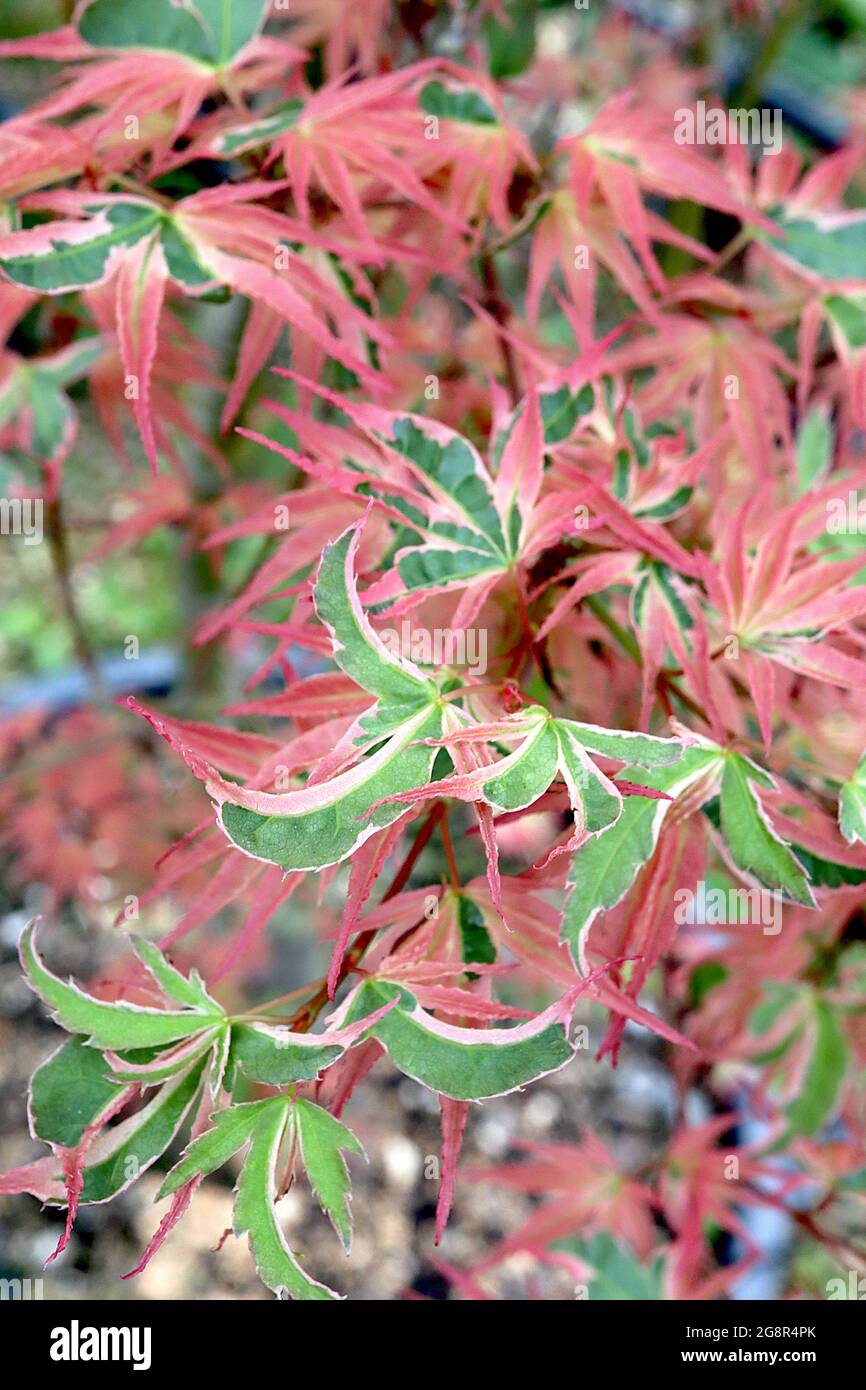 Acer palmatum «Beni-schichi-henge» érable japonais Beni schichi henge – feuilles mi-vertes avec marges de crème et flush rose, mai, Angleterre, Royaume-Uni Banque D'Images