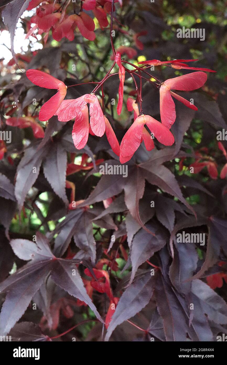 Acer palmatum ‘Bloodgood’ Bloodgood érable japonais – feuilles rouges pourpres et capsules de graines roses ailées, mai, Angleterre, Royaume-Uni Banque D'Images