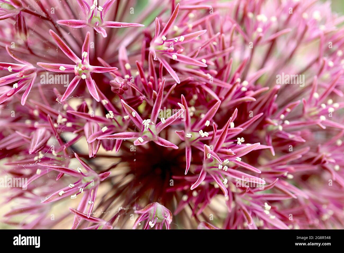 Allium alexeianum / alexejanum umbel sphérique de fleurs cerise en forme d'étoile avec marges roses, pétales très minces, Mai, Angleterre, Royaume-Uni Banque D'Images