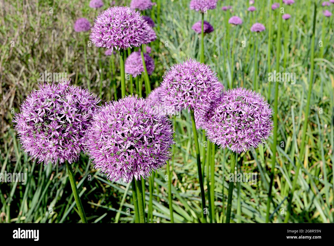 Allium ‘Gladiator’, ombelle sphérique de fleurs en forme d’étoile de rose violette, grandes tiges, mai, Angleterre, Royaume-Uni Banque D'Images
