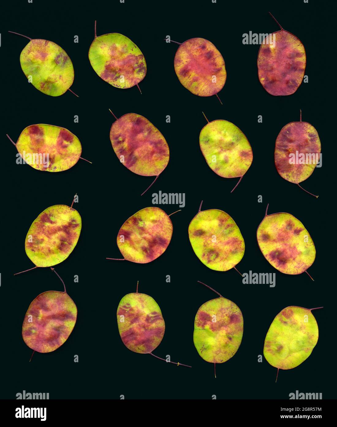 Un fond de seize semis individuels Lunaria annua semi-mûrs disposés en quatre rangées de quatre sur un fond noir Banque D'Images