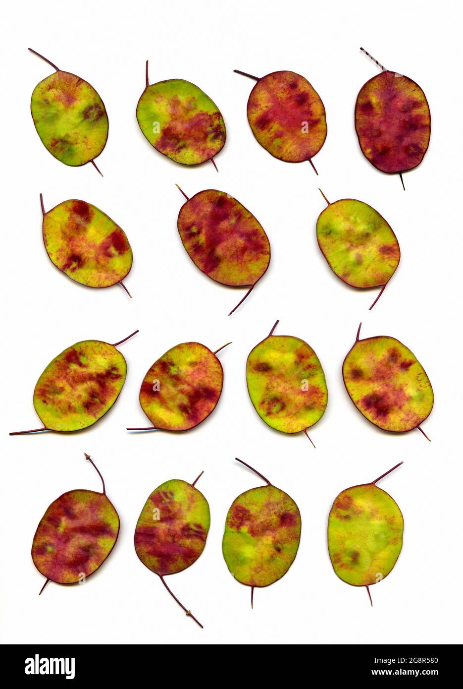 Un fond de quinze semis individuels Lunaria annua semi-mûrs disposés en trois rangées de quatre et un de trois sur un fond blanc Banque D'Images