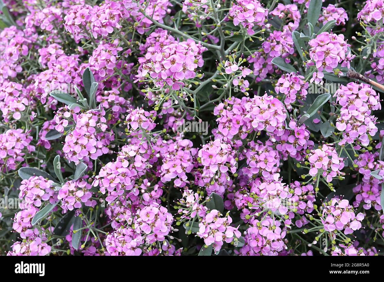 Alyssum spinosum «Roseum» Hormathophylla spinosa spininny madelort Roseum – grappes sphériques de fleurs roses violacées, mai, Angleterre, Royaume-Uni Banque D'Images