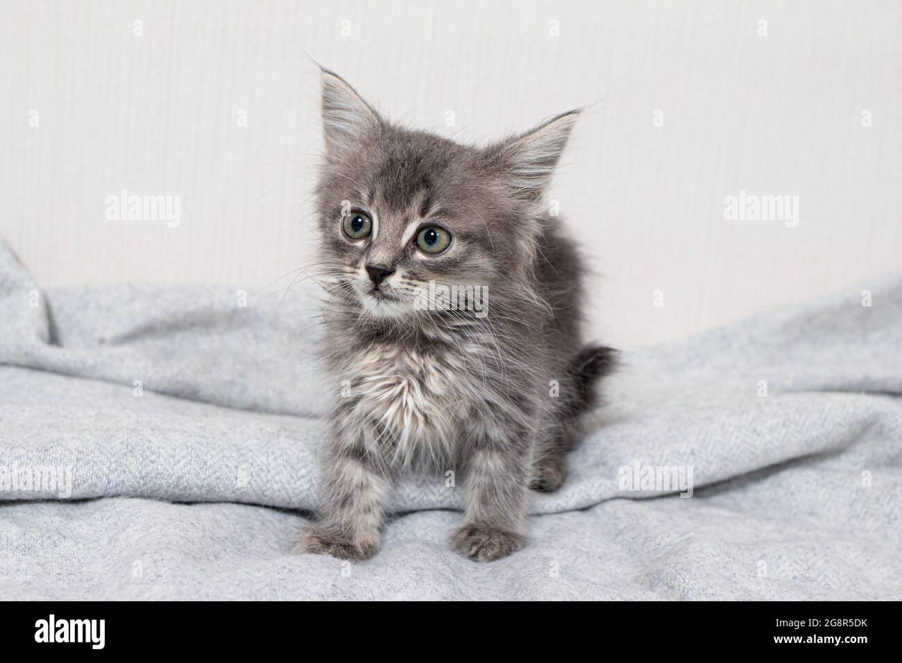 Mignon Petit Chaton Raye Age De 1 Mois Chat Se Trouve Sur Une Couverture Sur Un Fond Minimaliste Clair Regardant L Appareil Photo Marchandises Pour Animaux Photo Stock Alamy