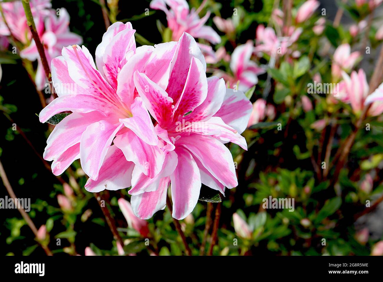 Azalea japonica / Rhododendron ‘elle’ Double White flowers avec large bande centrale rose et rose foncé blotch, May, Angleterre, Royaume-Uni Banque D'Images