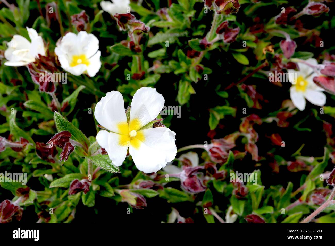 Cistus salviifolius «Prostratus» Sageleaf rockrose – fleurs blanches au centre jaune, boutons de fleurs de boron poilu, mai, Angleterre, Royaume-Uni Banque D'Images