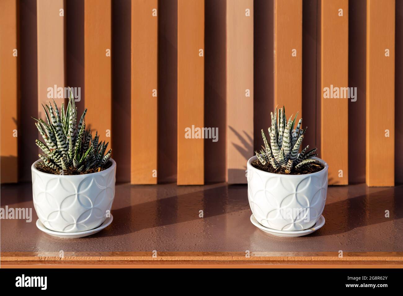 Deux plantes succulentes en pots blancs comme décoration extérieure moderne Banque D'Images