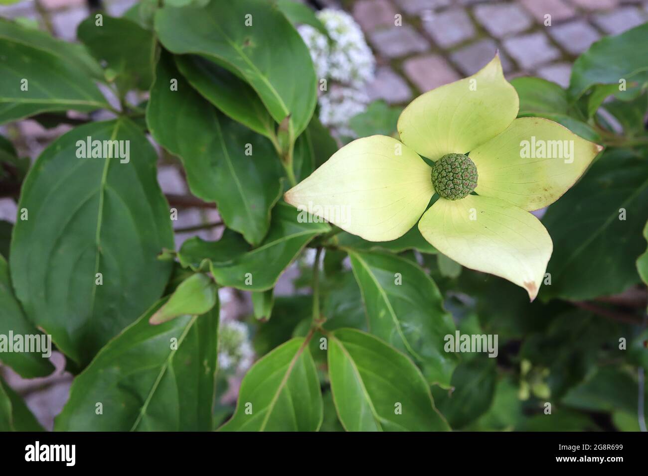 Cornus kousa var chinensis ‘China Girl’ Chinese Dogwood China Girl – petit groupe central de fleurs vertes entouré de bractées blanches de couleur vert pâle, mai Banque D'Images