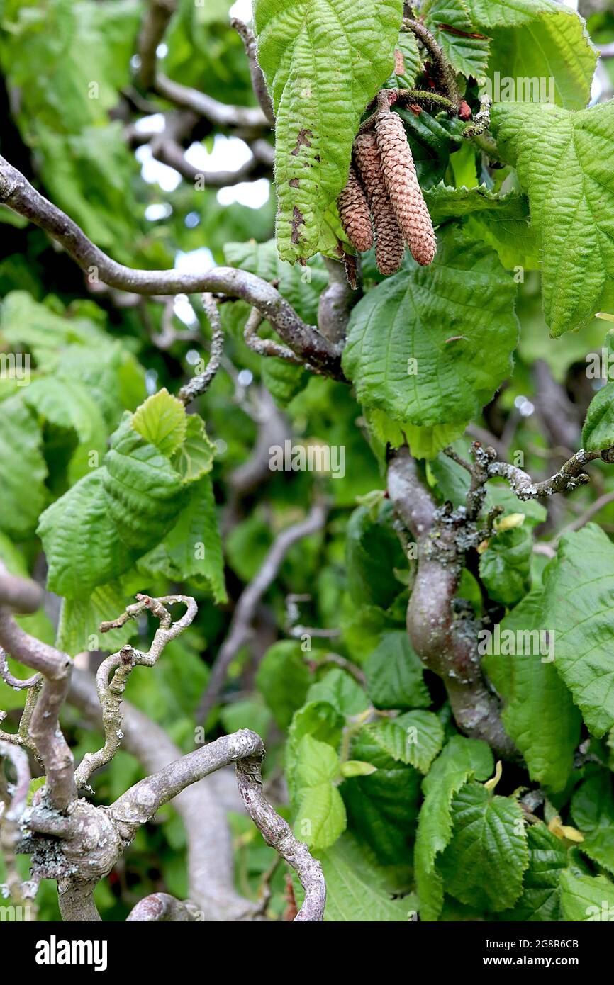 Corylus avellana «contorta» Corkscrew Hazel – branches contordues, feuilles tordues vert vif, amas de caténines brun clair, mai, Angleterre, Royaume-Uni Banque D'Images