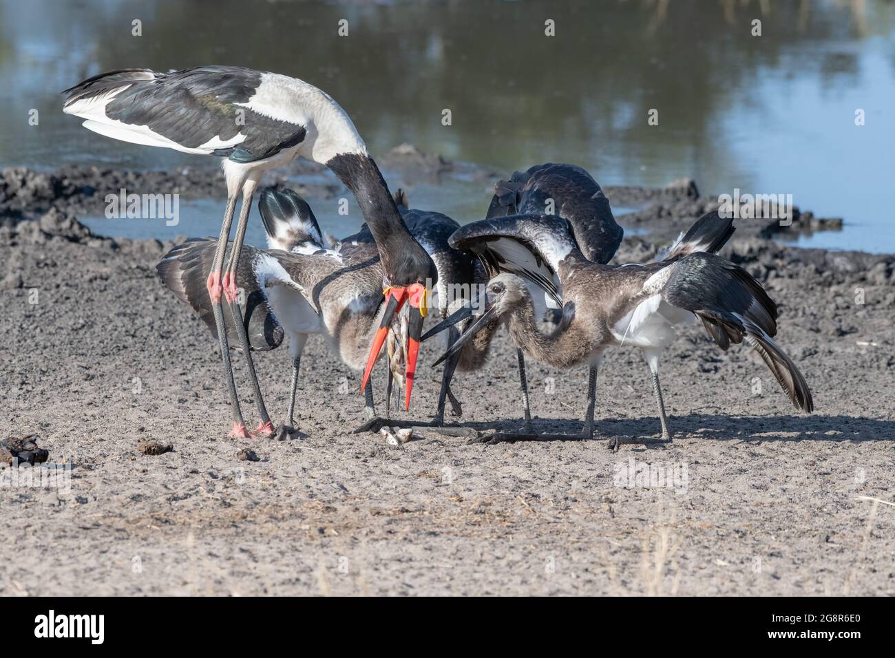 Stork à bec, Ephippiorhynchus senegalensis et poussins Banque D'Images