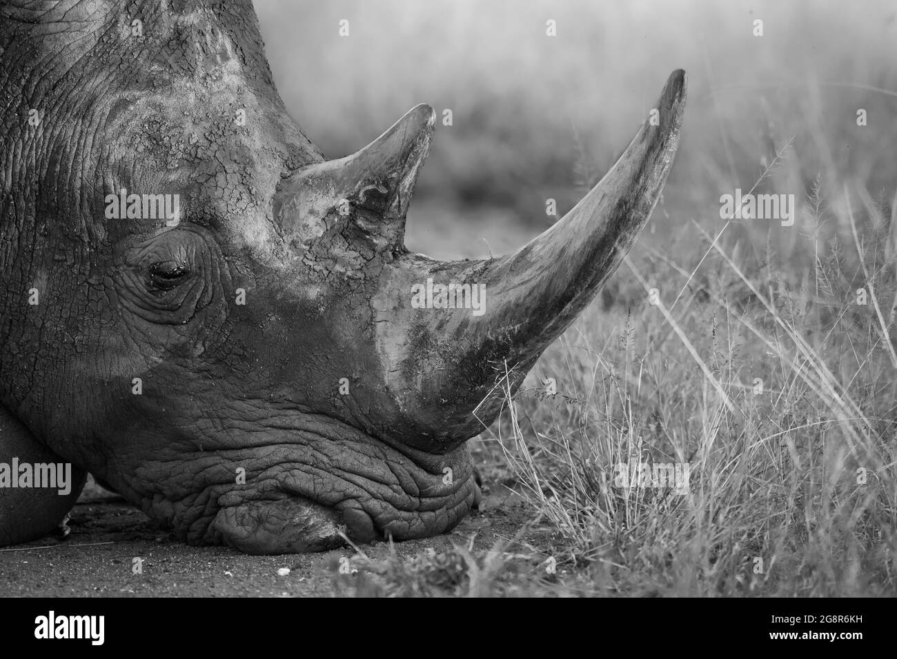 Un rhinocéros blanc, Ceratotherium simum, repose sa tête sur le sol, recouvert de boue, en noir et blanc Banque D'Images