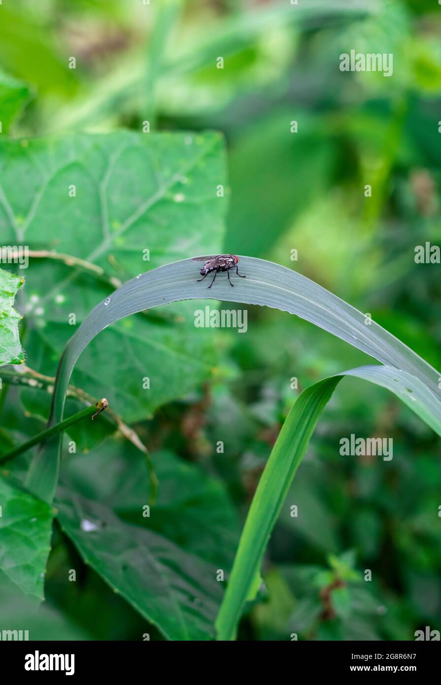 Une mouche noire commune assise sur une feuille sauvage dans la jungle Banque D'Images