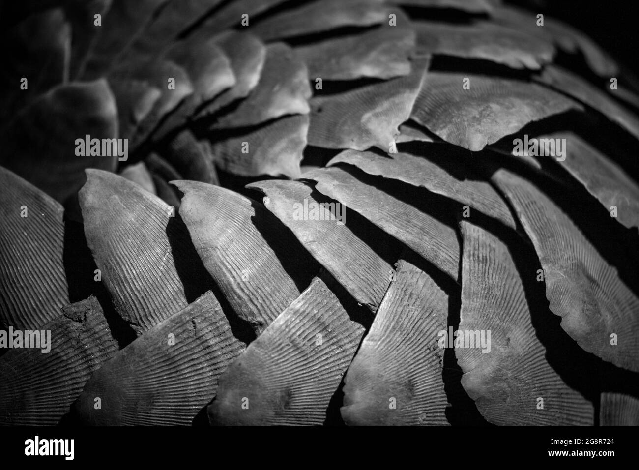 Les écailles d'une pangolin, Smutsia temminckii Banque D'Images