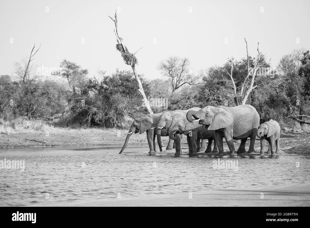 Un troupeau d'éléphants, Loxodonta africana, est debout et boit dans un trou d'eau, en noir et blanc Banque D'Images
