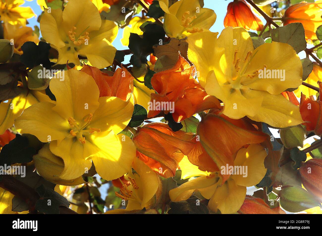 Fremontodendron ‘Pacific Sunset’ Flannel Bush Pacific Sunset – fleurs rouges épaisses jaune et orange (bractées) et feuilles lobées vert foncé, mai, Angleterre Banque D'Images