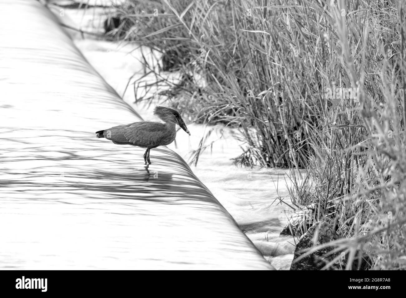 Un hamerkop, Scopus umbretta, se dresse dans l'eau courante, en noir et blanc Banque D'Images