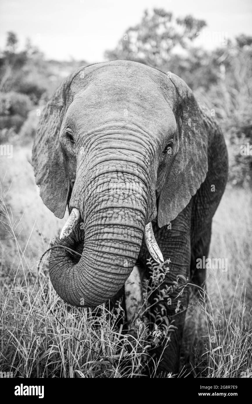 Un éléphant, Loxodonta africana, regard direct, tronc levé en mangeant, en noir et blanc Banque D'Images